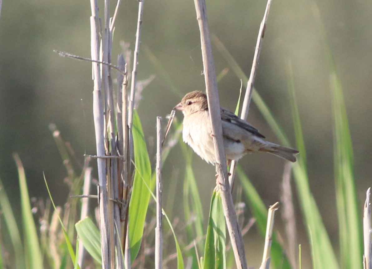 Dead Sea Sparrow